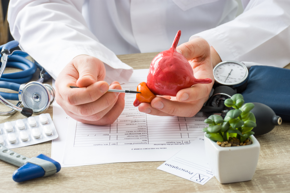 doctor holding prostate gland.